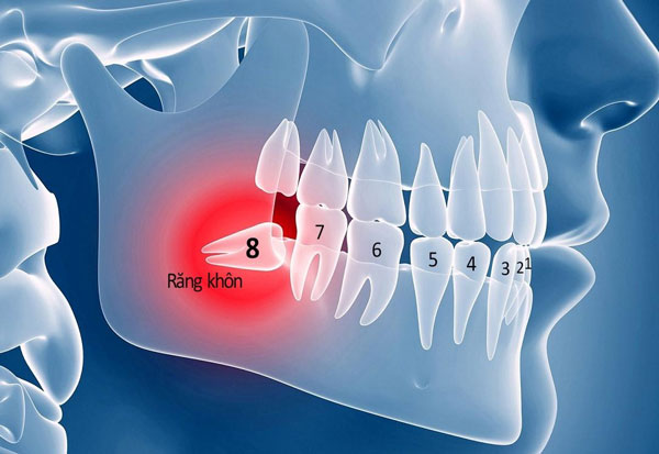 Răng khôn (răng số 8) mọc sau cùng, nằm sát vách hàm và nằm cạnh răng số 7