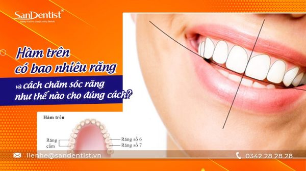 Hàm trên có bao nhiêu răng và cách chăm sóc răng như thế nào cho đúng cách?