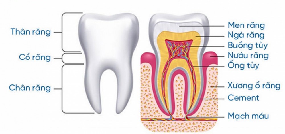 Cấu trúc răng của con người có gì đặc biệt?
