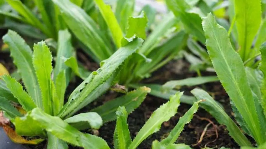 Điều trị hôi miệng hiệu quả bằng lá mùi tàu