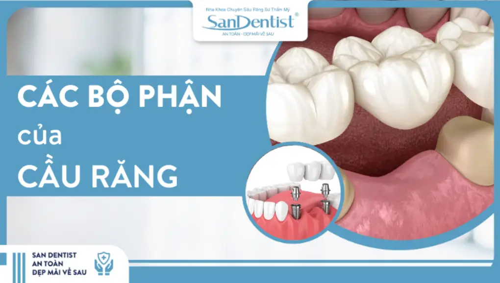 Các bộ phận của cầu răng